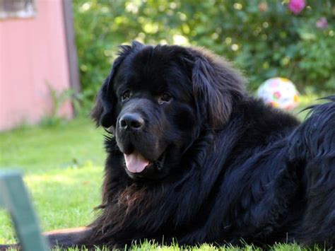 huge black dong|24 Big Black Dog Breeds [+3 Mixed Breeds We Love!].